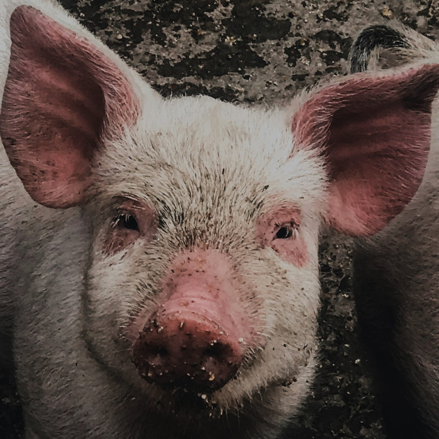 Animales de granja