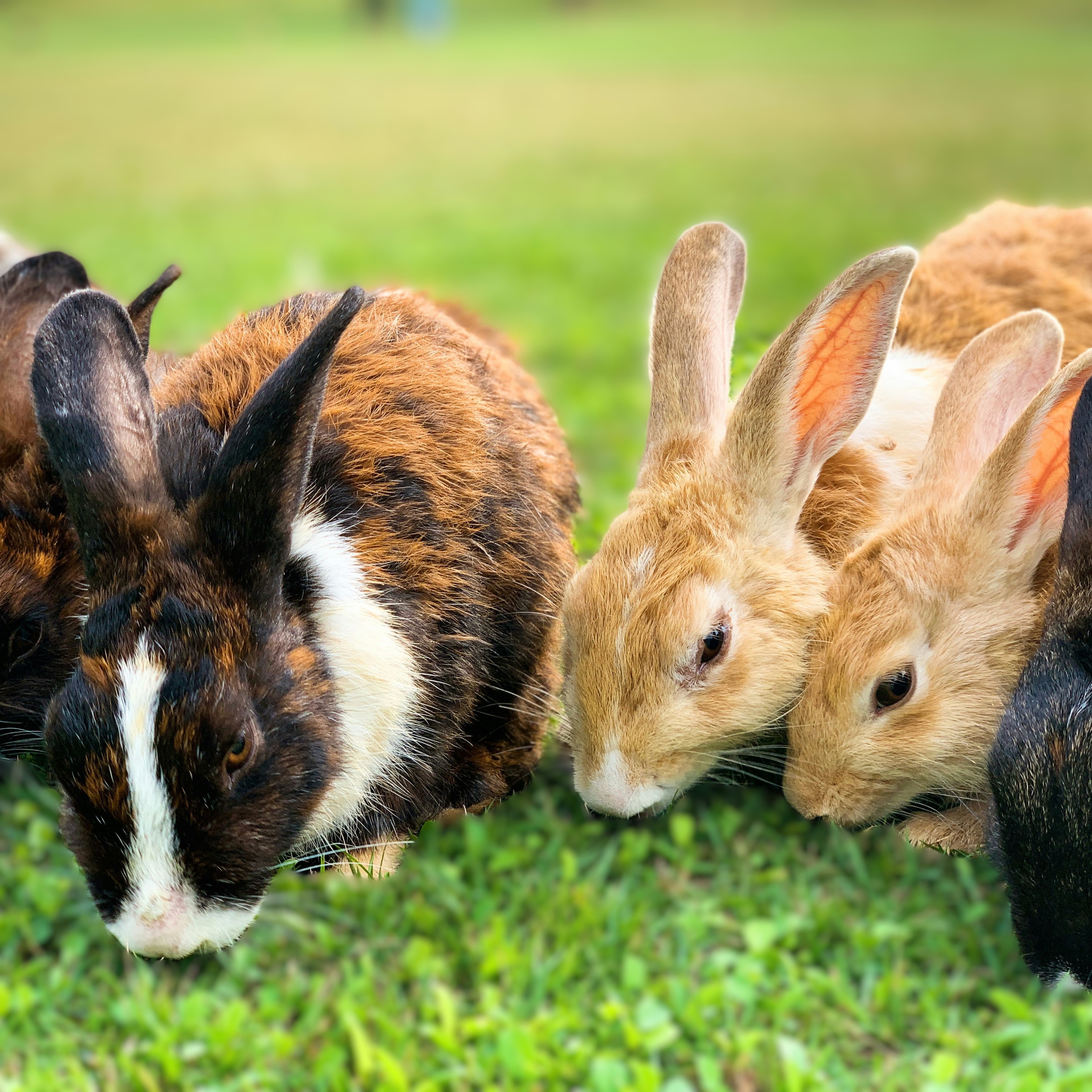 Conejos