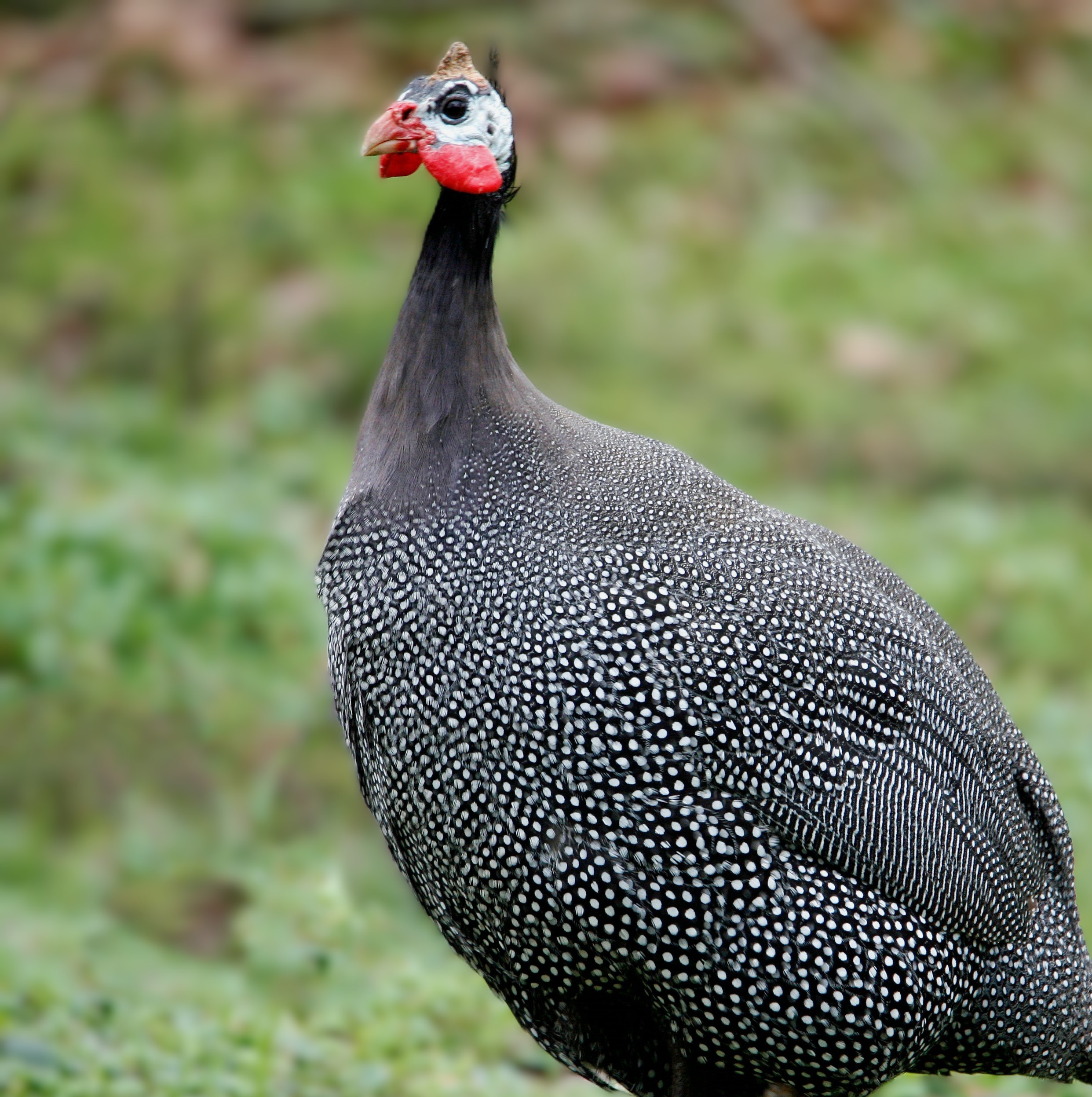 Gallinas de Guinea