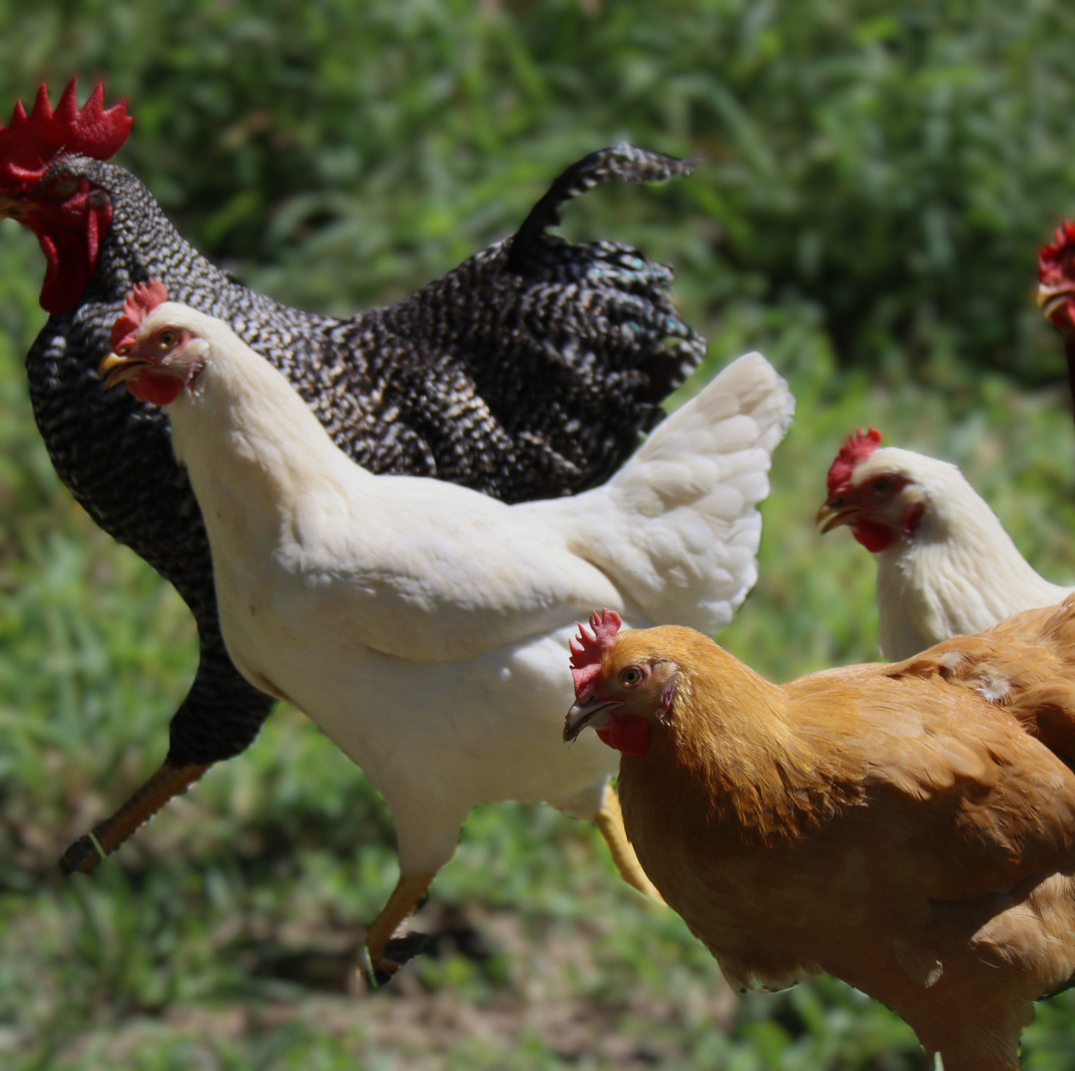 Gallinas