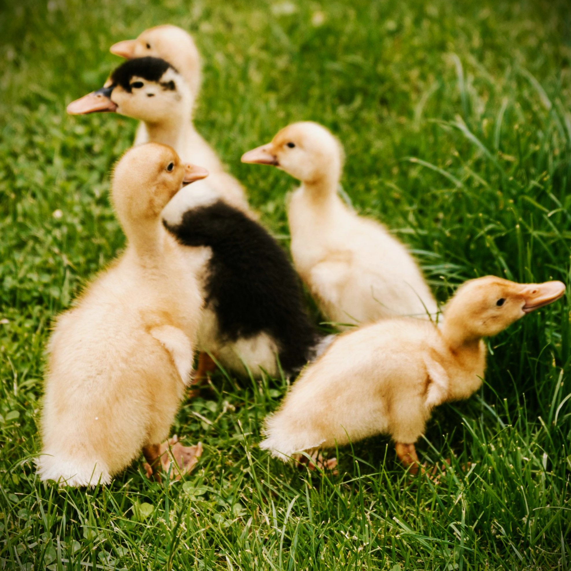 Patos Pequeños