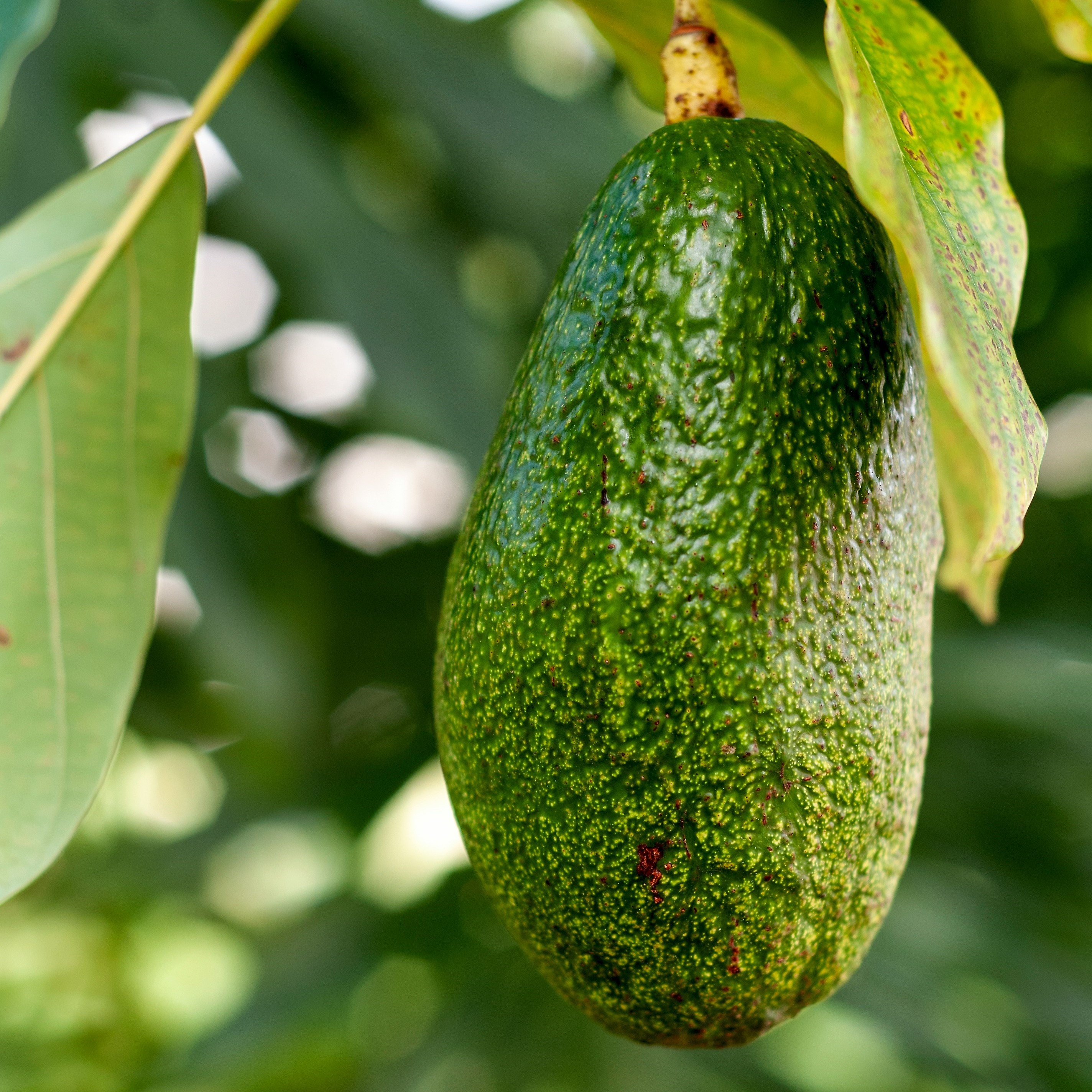 Aguacate