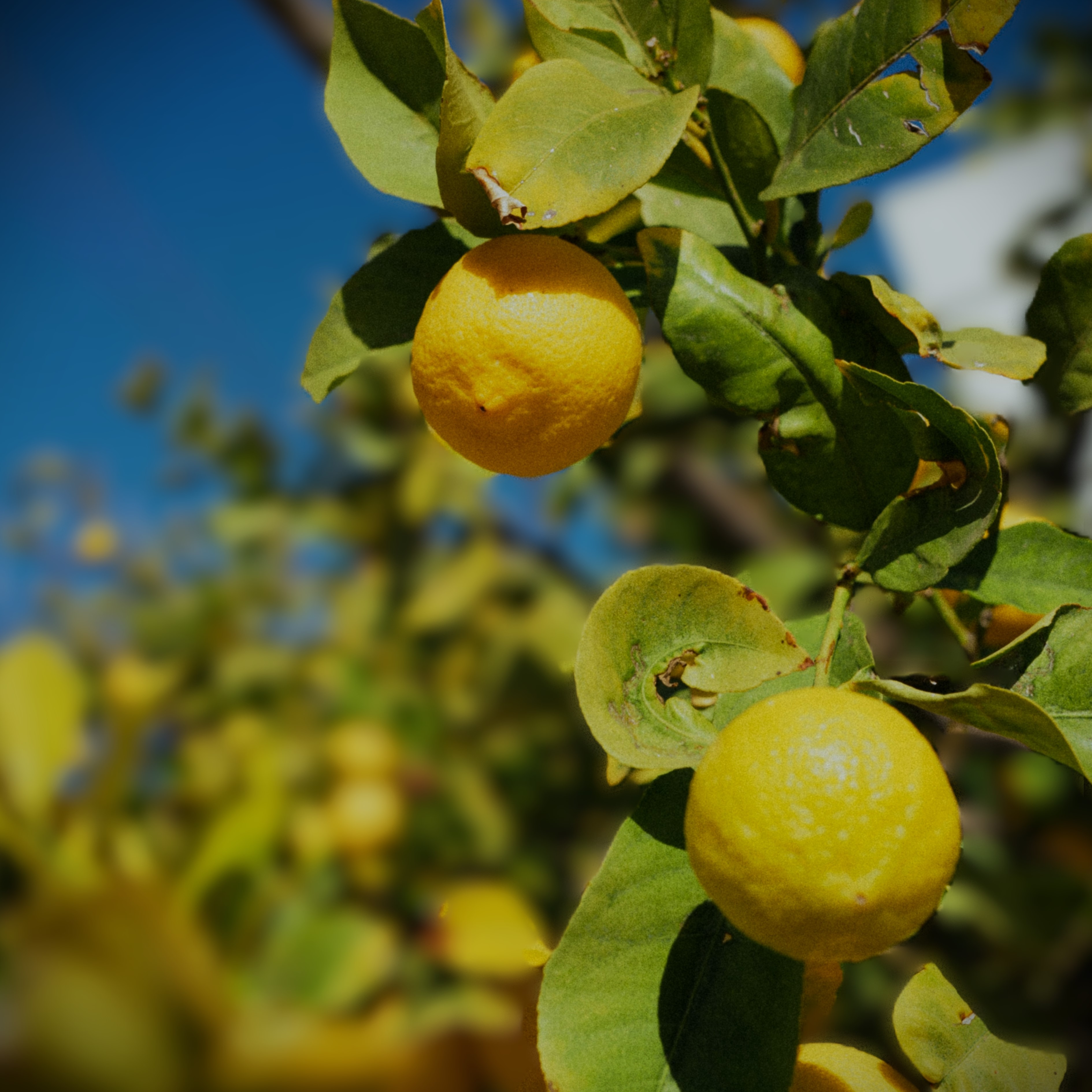 Limonero