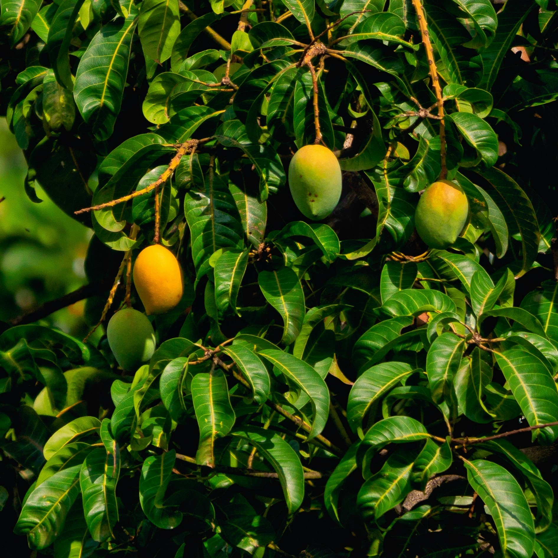 Mango