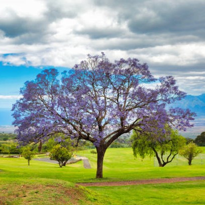 Jacarandá