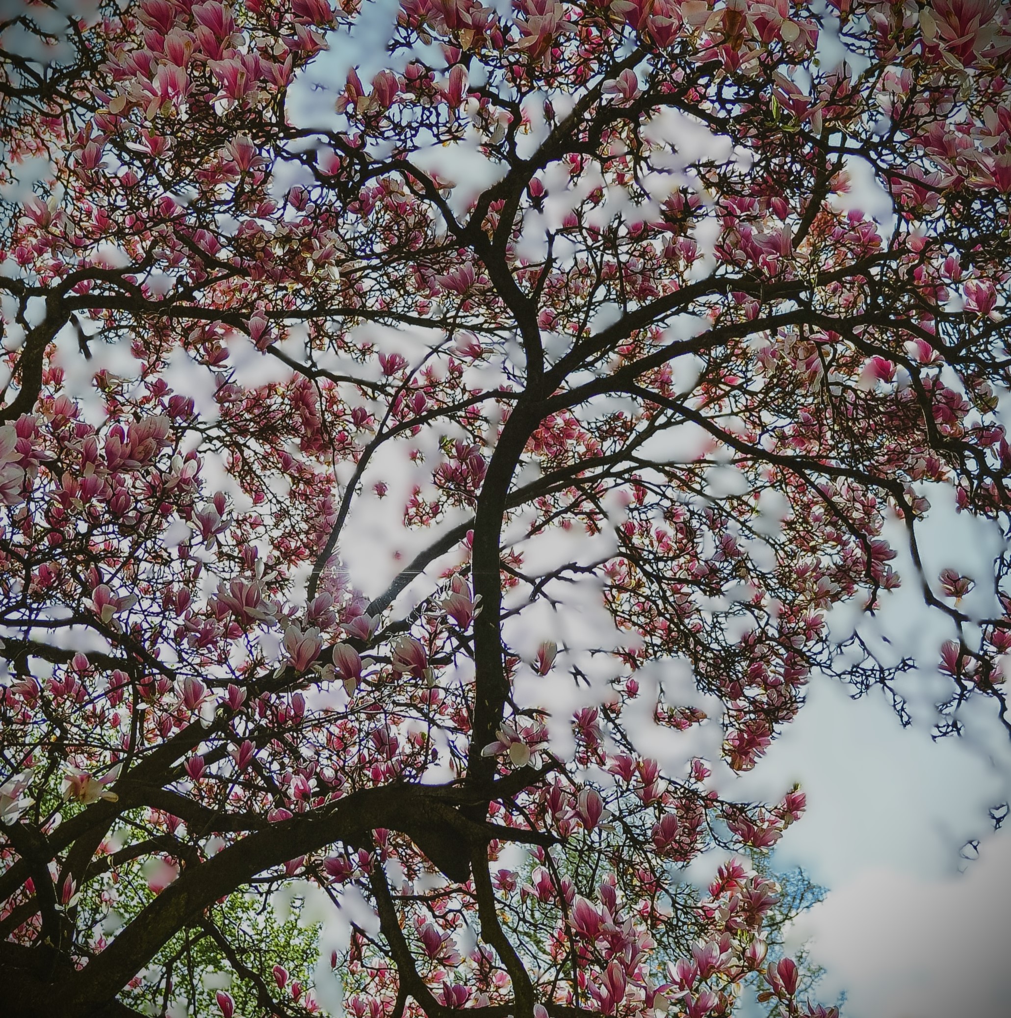 Magnolia